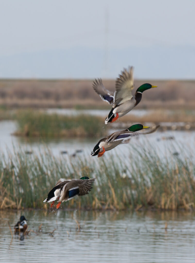 Future of Arkansas Wildlife