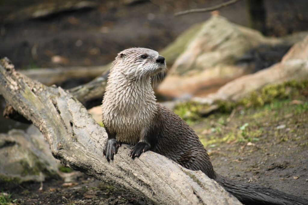 Arkansas Otter | Arkansas Wildlife Federation