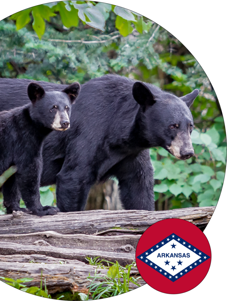 Arkansas Black Bear | Protect Arkansas Wildlife