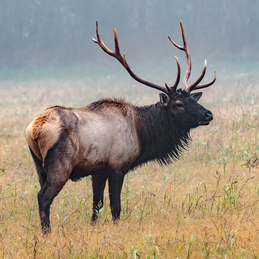 Northwest Arkansas Wildlife Updates | Subscribe