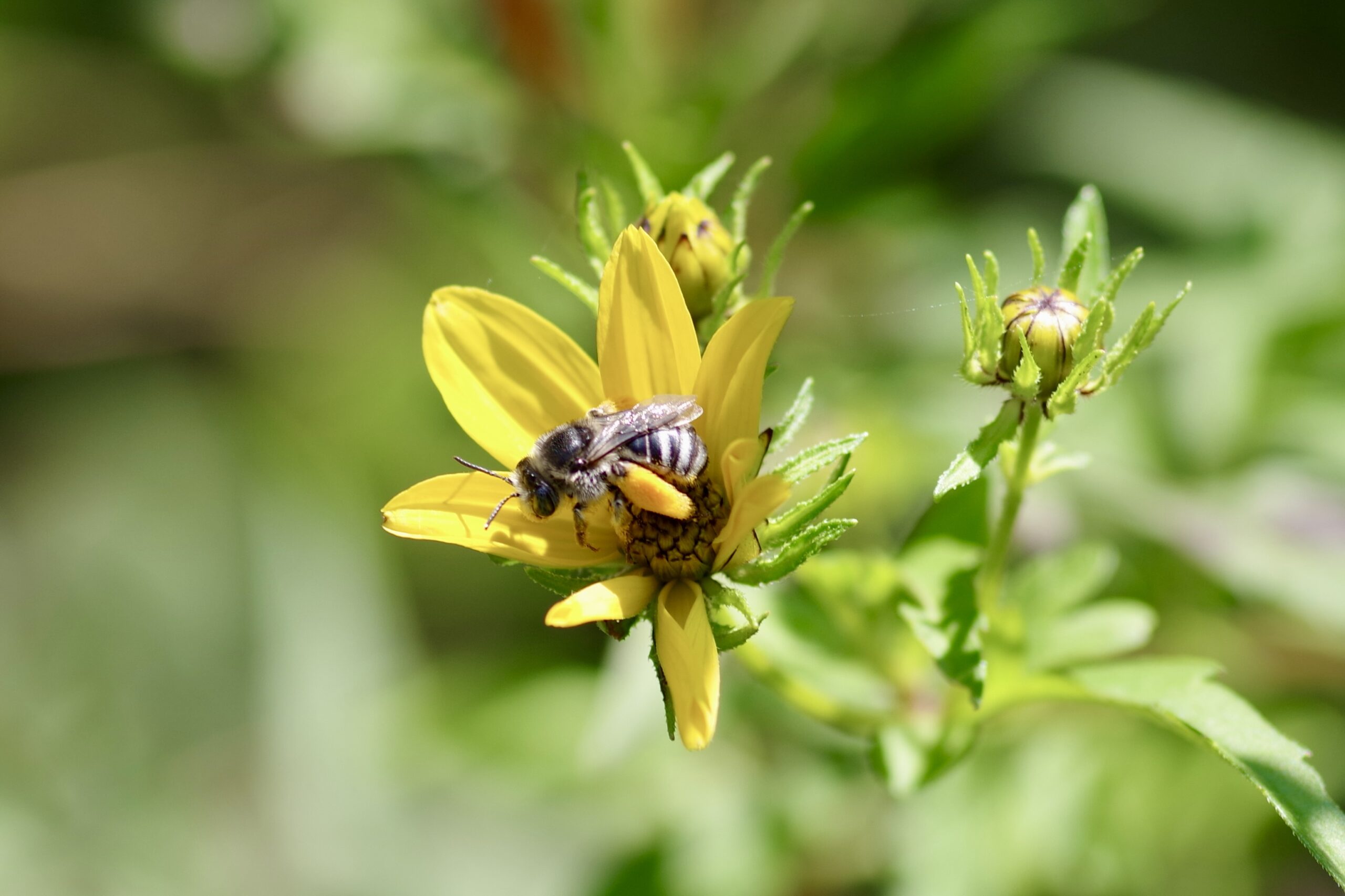 Read more about the article Five Ways to Celebrate Pollinator Month this June