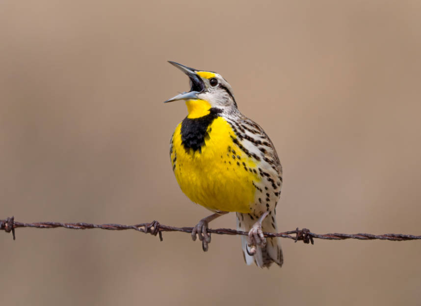 eastern meadowlark