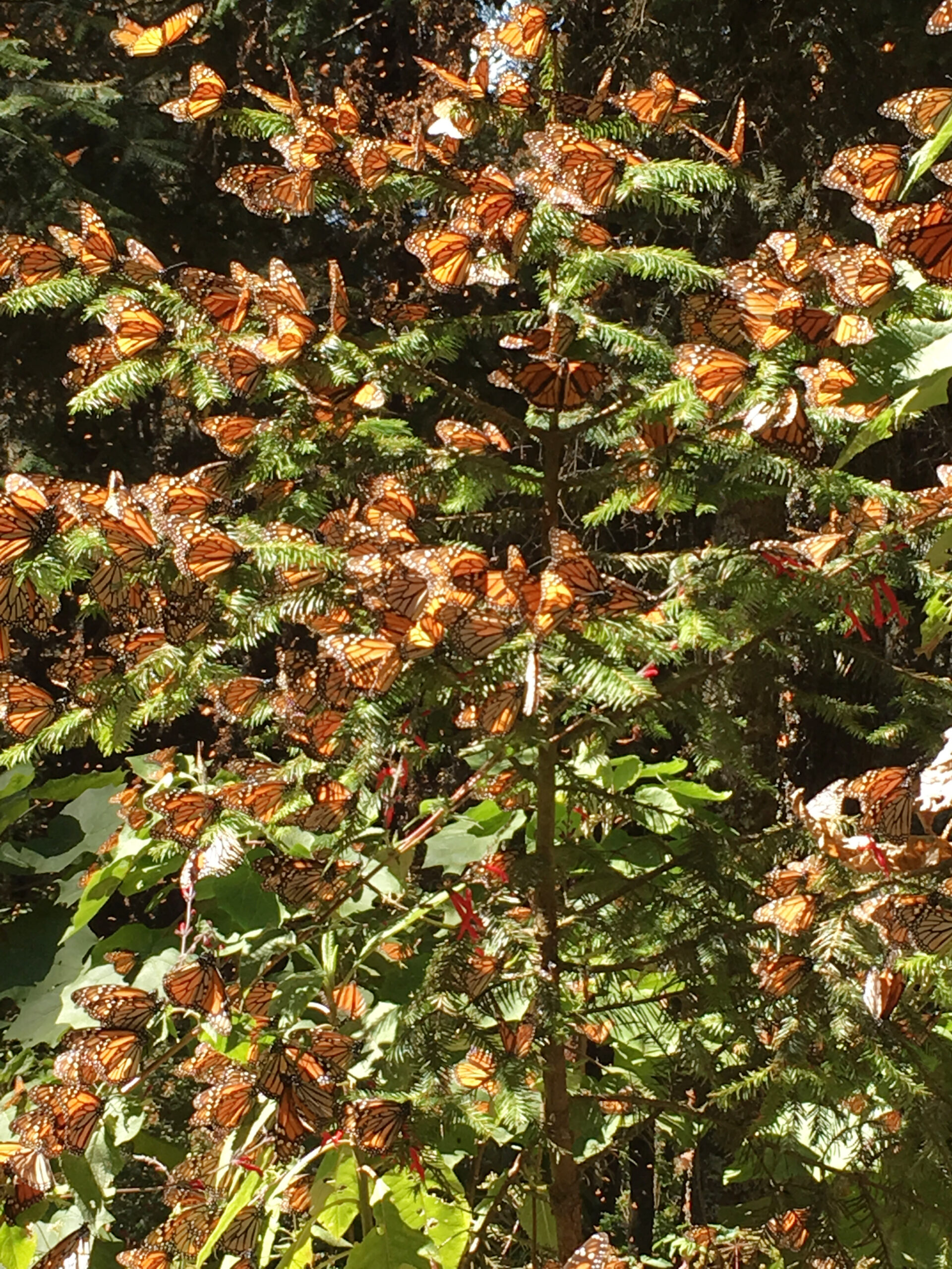 Read more about the article Good News! Winter Counts Indicate Increase in Eastern Monarch Populations