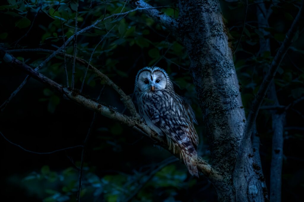 barred owl