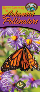 native-gardening-for-pollinators